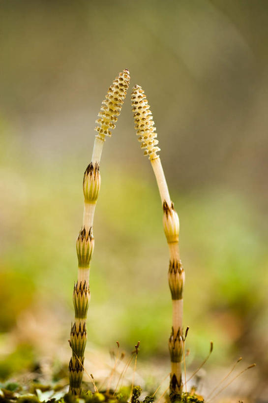 无人,竖图,室外,特写,白天,正面,旅游,度假,美景,两根,朦胧,模糊,景观,娱乐,自然,享受,休闲,景色,放松,自然风光,问荆,接续草,公母草,搂接草,空心草,马蜂草,猪鬃草,黄蚂草,节节草,接骨草,彩图