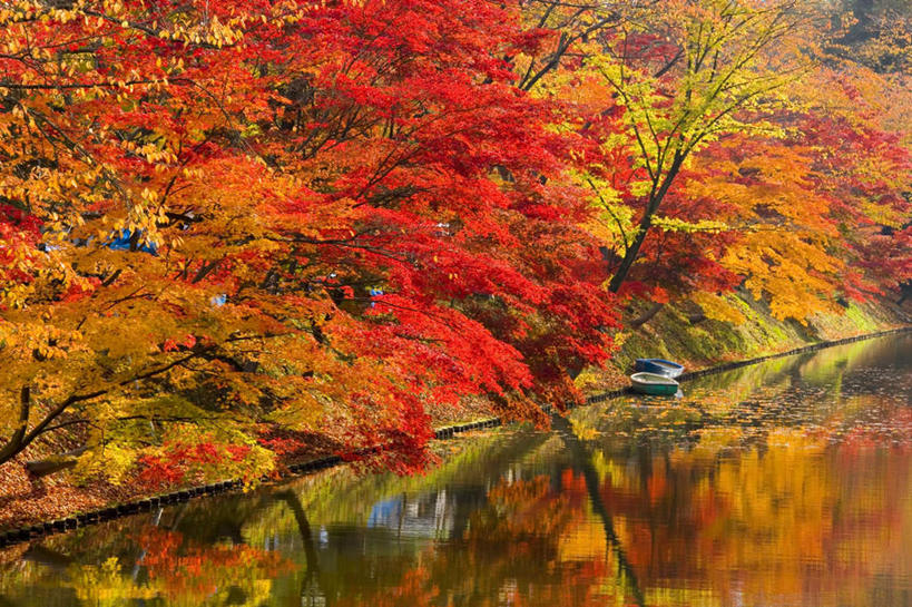 无人,横图,俯视,室外,白天,旅游,度假,湖,湖泊,美景,秋季,树林,水,植物,枫树,叶子,日本,亚洲,平静,湖面,景观,水流,水面,枫叶,枯叶,落叶,娱乐,树,树木,黄色,红色,倒影,自然,湖水,享受,休闲,景色,放松,生长,成长,枫树叶,自然风光,东亚,本州,本州岛,日本国,青森,青森县,东北地方,叶,叶片,秋,秋天,彩图,高角度拍摄