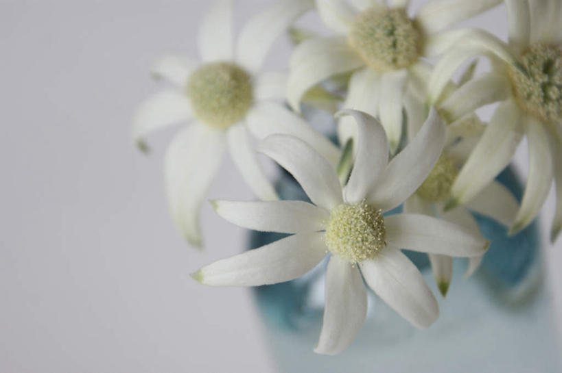 无人,横图,俯视,室内,特写,白天,白色背景,花瓶,五朵,盛开,花蕾,玻璃制品,花,花瓣,花朵,鲜花,一个,白色,玻璃瓶,瓶子,花苞,花蕊,摄影,影棚,单个,法兰绒花,彩图,高角度拍摄,影棚拍摄,拍摄