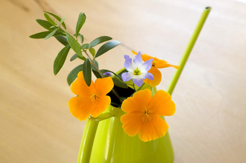 无人,横图,俯视,室内,白天,植物,地板,罂粟,叶子,三朵,许多,壶,陶瓷,绿叶,草药,陶瓷制品,地面,中药,木地板,一个,黄色,嫩叶,单个,毒品,加利福尼亚罂粟,药材,中草药,中药材,本草,止痛,镇静,安眠,火罂粟,加州罂粟,叶,叶片,罂粟花,彩图,高角度拍摄