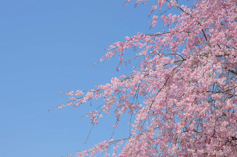 无人,横图,室外,白天,仰视,旅游,度假,美景,樱花,东京,日本,亚洲,许多,盛开,景观,樱花树,花蕾,娱乐,花,花瓣,花朵,鲜花,蓝色,蓝天,天空,自然,天,花苞,花蕊,享受,休闲,景色,放松,晴朗,自然风光,东亚,本州,万里无云,关东地方,本州岛,日本国,东京都,仙樱花,福岛樱,青肤樱,晴空,晴空万里,荆桃,彩图,低角度拍摄