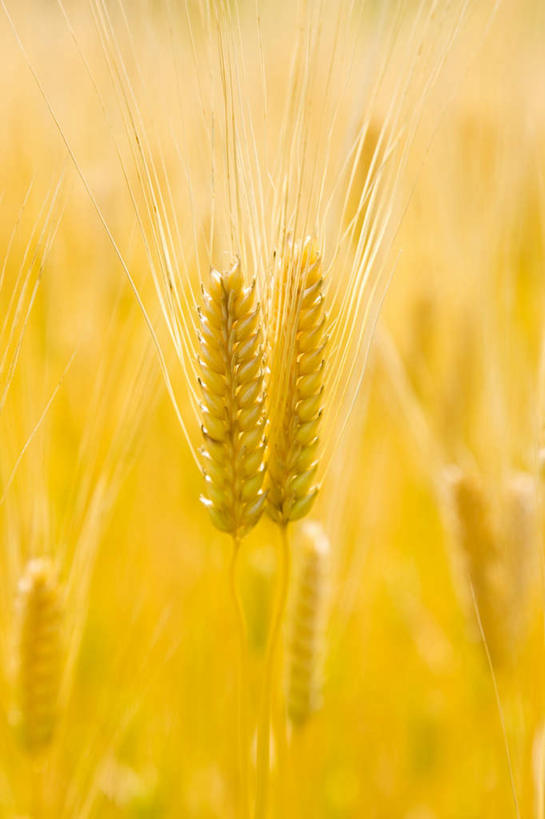 无人,农田,竖图,室外,特写,白天,正面,旅游,度假,庄稼,农作物,小麦,美景,日本,亚洲,许多,景观,谷物,娱乐,自然,享受,休闲,稻谷,稻子,景色,放松,麦子,自然风光,东亚,本州,关东地方,本州岛,日本国,栃木,栃木县,彩图,耕地,庄稼田