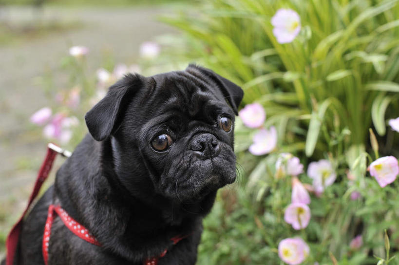 无人,坐,横图,室外,特写,白天,正面,草地,花海,花圃,植物,宠物,狗,叶子,一根,许多,盛开,花蕾,注视,草,花,花瓣,花朵,花卉,鲜花,一只,粉色,红色,绿色,黑色,动物,绳子,花丛,花束,花田,花苞,花蕊,观察,看,可爱,无辜,哈巴狗,观看,察看,关注,忠诚,巴哥,巴哥犬,项圈,犬,坐着,半身,彩图