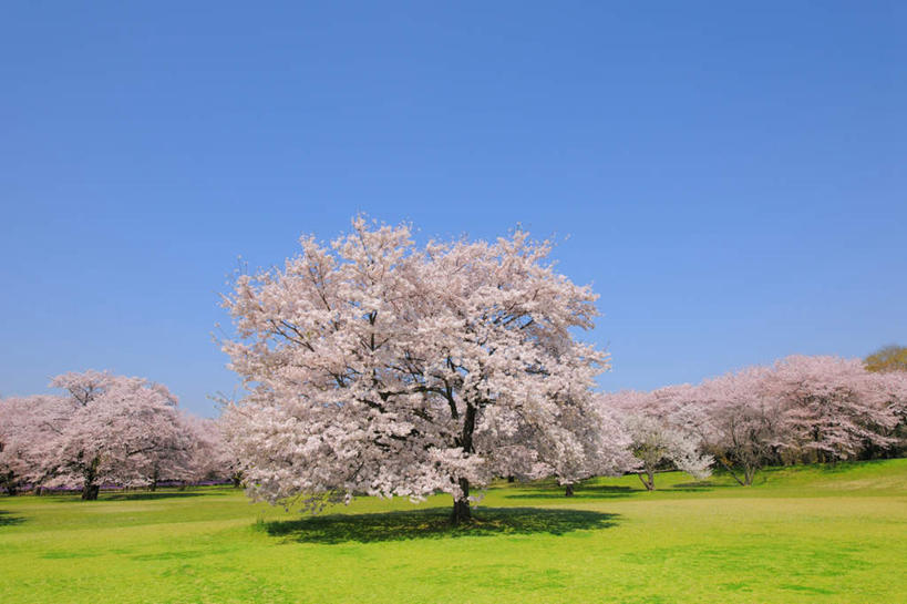 无人,横图,室外,正面,树林,植物,樱花,东京,日本,亚洲,许多,盛开,樱花树,花蕾,花,花瓣,花朵,鲜花,树,树木,粉色,绿色,自然,花苞,花蕊,生长,成长,东亚,本州,关东地方,本州岛,日本国,东京都,仙樱花,福岛樱,青肤樱,荆桃,彩图