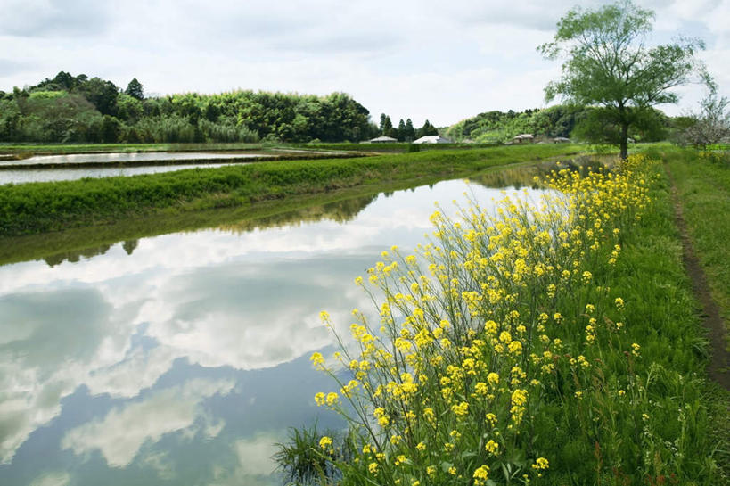 无人,横图,室外,白天,正面,旅游,度假,草地,草坪,湖,湖泊,花海,花圃,美景,树林,水,植物,叶子,日本,亚洲,许多,平静,盛开,湖面,景观,水流,水面,云,云朵,千叶县,花蕾,云彩,娱乐,草,花,花瓣,花朵,花卉,鲜花,树,树木,黄色,蓝色,绿色,白云,倒影,蓝天,天空,自然,湖水,花丛,花束,花田,天,花苞,花蕊,油菜花,享受,休闲,景色,放松,生长,晴朗,成长,自然风光,东亚,本州,关东地方,本州岛,日本国,千叶,晴空,彩图,芸苔,芸薹