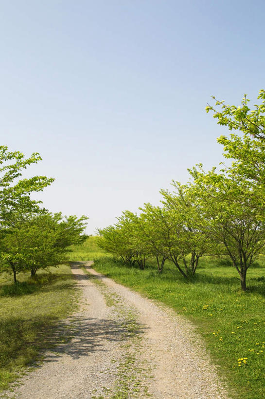 无人,竖图,室外,白天,正面,旅游,度假,草地,草坪,美景,植物,道路,路,日本,亚洲,许多,景观,小路,交通,千叶县,娱乐,草,树,树木,蓝色,绿色,蓝天,天空,自然,天,享受,休闲,景色,放松,乡间小路,生长,晴朗,成长,自然风光,东亚,本州,万里无云,关东地方,本州岛,日本国,千叶,晴空,晴空万里,彩图