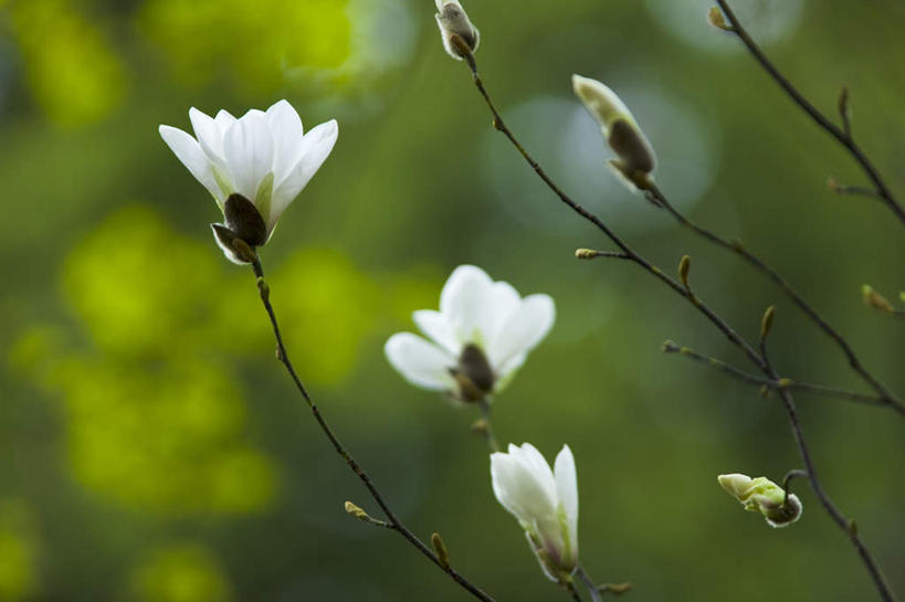 无人,横图,室外,特写,白天,仰视,旅游,度假,美景,玉兰花,许多,朦胧,模糊,盛开,景观,花蕾,娱乐,花,花瓣,花朵,鲜花,白色,自然,花苞,花蕊,享受,休闲,景色,放松,自然风光,辛夷花,玉兰,应春花,望春花,彩图,低角度拍摄,玉堂春