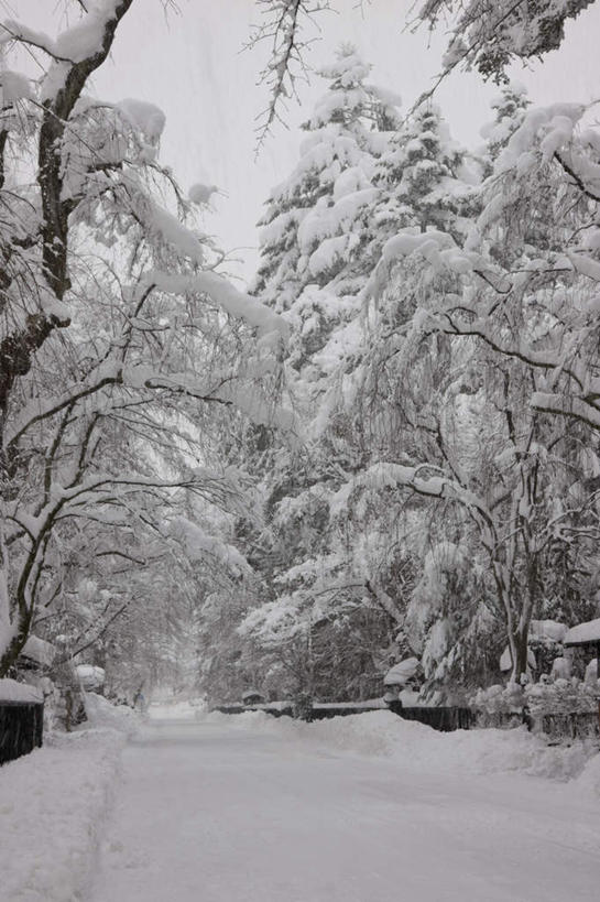 无人,竖图,室外,白天,正面,旅游,度假,美景,植物,道路,街道,路,秋田县,日本,亚洲,景观,小路,交通,娱乐,树,树木,蓝色,绿色,蓝天,天空,自然,天,享受,休闲,景色,放松,生长,晴朗,成长,自然风光,东亚,本州,万里无云,本州岛,日本国,秋田,东北地方,晴空,晴空万里,彩图