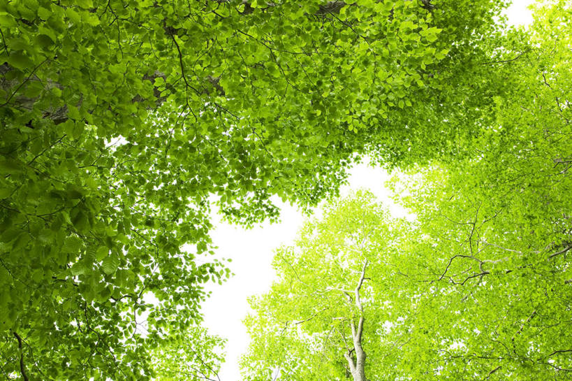 无人,横图,室外,白天,仰视,旅游,度假,美景,太阳,植物,叶子,日本,亚洲,许多,阴影,光线,影子,景观,绿叶,娱乐,树,树木,蓝色,绿色,蓝天,天空,阳光,自然,天,享受,休闲,嫩叶,景色,放松,生长,晴朗,成长,自然风光,东亚,山毛榉,本州,万里无云,本州岛,日本国,东北地方,福岛,福岛县,麻栎金刚,山毛榉树,叶,叶片,晴空,晴空万里,彩图,低角度拍摄