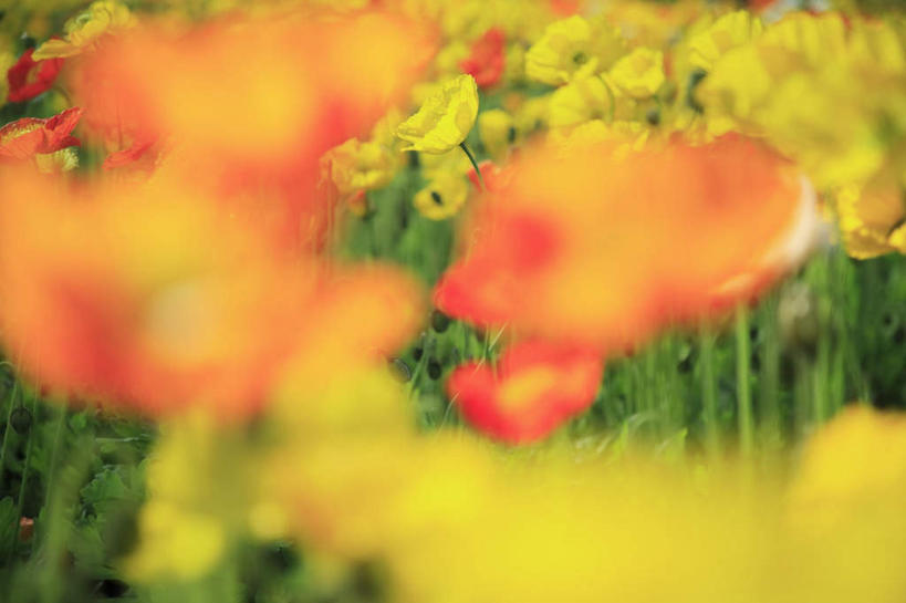 无人,横图,室外,特写,白天,正面,旅游,度假,花海,花圃,美景,植物,罂粟,叶子,东京,日本,亚洲,许多,朦胧,模糊,盛开,景观,草药,花蕾,娱乐,中药,花,花瓣,花朵,花卉,鲜花,黄色,红色,绿色,自然,花丛,花束,花田,花苞,花蕊,享受,休闲,景色,放松,毒品,自然风光,药材,中草药,东亚,中药材,本草,本州,关东地方,本州岛,日本国,东京都,止痛,镇静,安眠,罂粟花,彩图