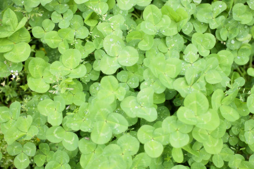 无人,横图,俯视,室外,白天,爱情,旅游,度假,自由,幸福,草地,草坪,美景,水,植物,许多,液体,景观,水滴,三叶草,娱乐,草,绿色,自然,露珠,享受,休闲,景色,放松,希望,自然风光,和平,车轴草,苜蓿,统一,团结,彩图,高角度拍摄