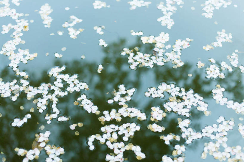 无人,横图,俯视,室外,白天,旅游,度假,美景,水,樱花,东京,日本,亚洲,许多,盛开,景观,水面,云,云朵,樱花树,花蕾,云彩,娱乐,花,花瓣,花朵,鲜花,蓝色,白色,白云,倒影,蓝天,天空,自然,天,花苞,花蕊,享受,休闲,景色,放松,晴朗,倒映,自然风光,东亚,本州,关东地方,本州岛,日本国,东京都,仙樱花,福岛樱,青肤樱,反照,晴空,荆桃,彩图,高角度拍摄