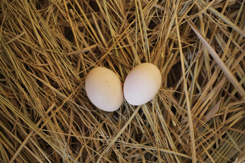 无人,横图,俯视,室内,特写,白天,许多,散落,蛋,鸡蛋,稻草,两个,白色,杂乱,鸡窝,卵,彩图,高角度拍摄