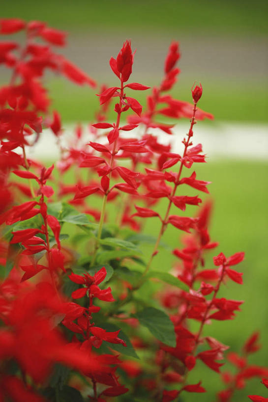 无人,竖图,室外,特写,白天,正面,旅游,度假,花海,花圃,美景,植物,道路,路,叶子,日本,亚洲,许多,朦胧,模糊,盛开,景观,小路,交通,花蕾,娱乐,花,花瓣,花朵,花卉,鲜花,绿色,自然,花丛,花束,花田,花苞,花蕊,享受,休闲,景色,放松,恋爱,一串红,自然风光,东亚,本州,关东地方,本州岛,日本国,爆仗红,崎玉,崎玉县,炮仗红,彩图