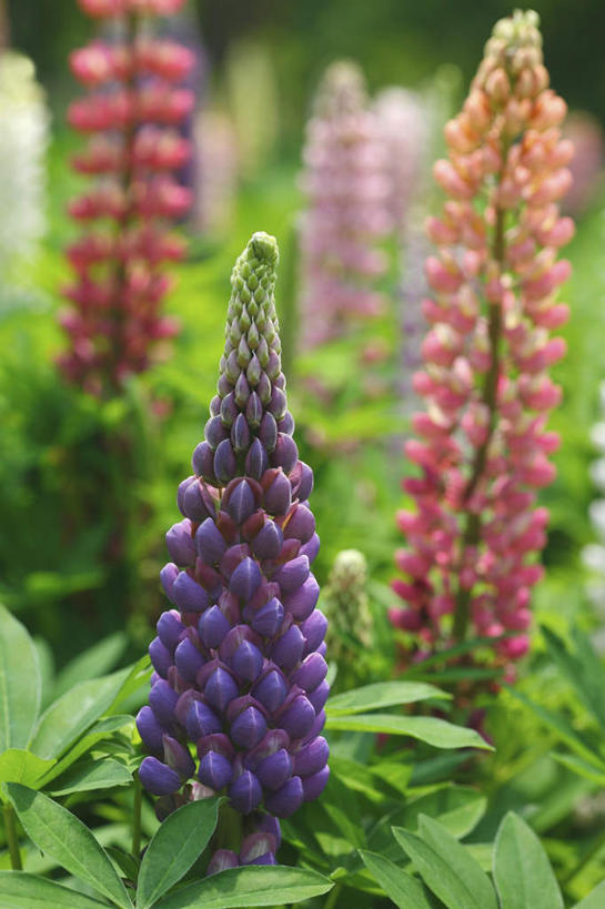 无人,竖图,室外,特写,白天,正面,旅游,度假,花海,花圃,美景,植物,叶子,日本,亚洲,许多,朦胧,模糊,盛开,景观,羽扇豆,鲁冰花,花蕾,娱乐,花,花瓣,花朵,花卉,鲜花,红色,绿色,紫色,自然,花丛,花束,花田,花苞,花蕊,享受,休闲,景色,放松,母爱,自然风光,东亚,本州,关东地方,本州岛,日本国,崎玉,崎玉县,奉献,无私,苦涩,彩图