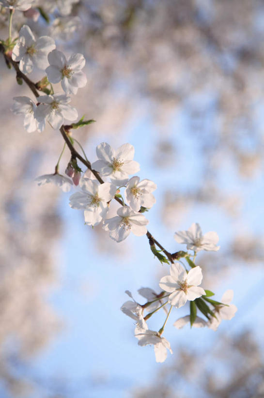 无人,竖图,室外,特写,白天,仰视,旅游,度假,美景,植物,樱花,东京,日本,亚洲,许多,朦胧,模糊,盛开,景观,樱花树,花蕾,娱乐,花,花瓣,花朵,鲜花,树,树木,蓝色,绿色,蓝天,天空,自然,天,花苞,花蕊,享受,休闲,景色,放松,生长,晴朗,成长,自然风光,东亚,本州,万里无云,关东地方,本州岛,日本国,东京都,仙樱花,福岛樱,青肤樱,晴空,晴空万里,荆桃,彩图,低角度拍摄