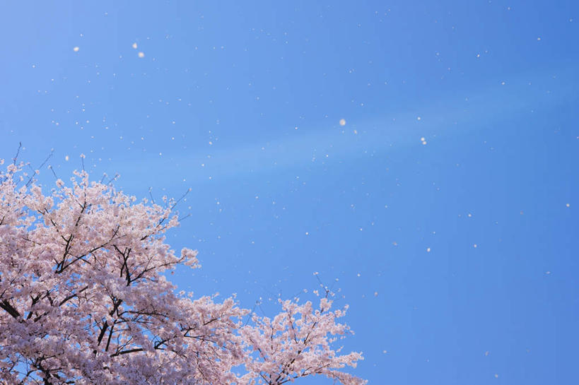 无人,横图,室外,白天,仰视,旅游,度假,美景,樱花,东京,日本,亚洲,许多,盛开,景观,云,云朵,樱花树,飘落,花蕾,云彩,娱乐,花,花瓣,花朵,鲜花,粉色,蓝色,白云,蓝天,天空,自然,天,花苞,花蕊,享受,休闲,景色,放松,晴朗,自然风光,东亚,本州,关东地方,本州岛,日本国,东京都,仙樱花,福岛樱,青肤樱,晴空,荆桃,彩图,低角度拍摄