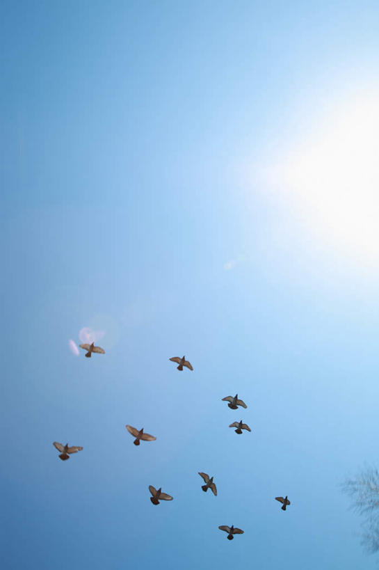 无人,竖图,室外,白天,仰视,旅游,度假,美景,太阳,鸟,东京,日本,亚洲,许多,飞翔,阴影,光线,鸟类,影子,景观,云,云朵,云彩,娱乐,飞,蓝色,白云,蓝天,天空,阳光,自然,天,享受,休闲,景色,放松,晴朗,自然风光,飞跃,东亚,本州,关东地方,本州岛,日本国,东京都,晴空,彩图,低角度拍摄