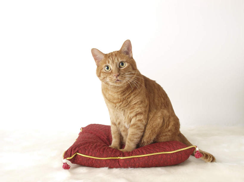 无人,坐,横图,室内,特写,白天,白色背景,正面,靠垫,宠物,猫,靠枕,注视,一个,一只,黄色,红色,动物,抱枕,枕头,观察,看,可爱,摄影,影棚,单个,观看,察看,关注,瞪眼,猫咪,坐着,彩图,全身,影棚拍摄,拍摄