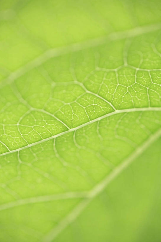 无人,竖图,俯视,室外,特写,白天,叶子,一片,许多,绿叶,绿色,嫩叶,叶,叶片,叶脉,彩图,高角度拍摄