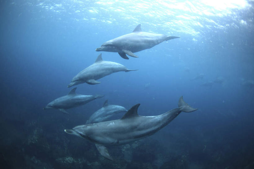 无人,横图,室外,白天,正面,海底,水下,海豚,东京,日本,亚洲,五个,许多,阴影,光线,珊瑚,影子,水底,珊瑚礁,阳光,海底世界,东亚,本州,海底礁,关东地方,本州岛,日本国,东京都,海床,礁,岩石,彩图