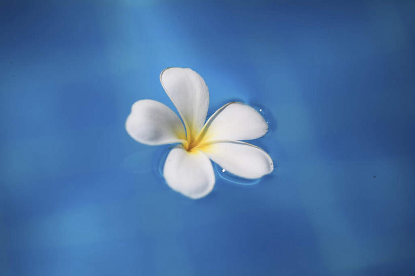 无人,横图,俯视,室内,特写,白天,水,朦胧,模糊,漂浮,盛开,液体,水滴,花蕾,赤素馨花,花,花瓣,花朵,鲜花,一朵,白色,花苞,花蕊,蛋黄花,鸡蛋花,缅栀花,彩图,高角度拍摄,飘荡