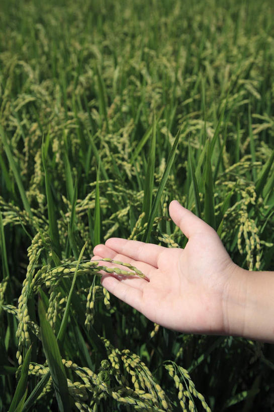 东方人,手,一个人,农田,竖图,俯视,室外,白天,庄稼,农作物,草地,草坪,植物,亚洲,仅一个年轻女性,仅一个女性,仅一个人,阴影,朦胧,模糊,光线,影子,黄种人,草,绿色,阳光,手部,年轻女性,女人,女性,亚洲人,半身,彩图,高角度拍摄,耕地,庄稼田