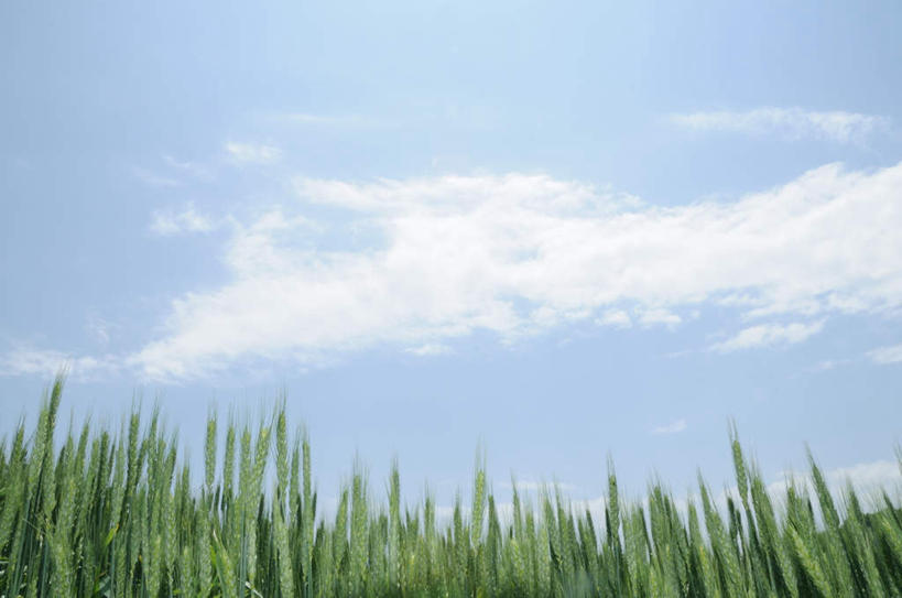 无人,农田,横图,室外,白天,仰视,旅游,度假,庄稼,农作物,美景,长野县,日本,亚洲,朦胧,模糊,地平线,景观,云,云朵,辽阔,地面,云彩,娱乐,蓝色,白云,蓝天,天空,自然,天,享受,休闲,景色,放松,晴朗,一望无际,自然风光,延伸,东亚,本州,本州岛,日本国,中部地方,天地相交,长野,诹访市,晴空,彩图,低角度拍摄,耕地,庄稼田