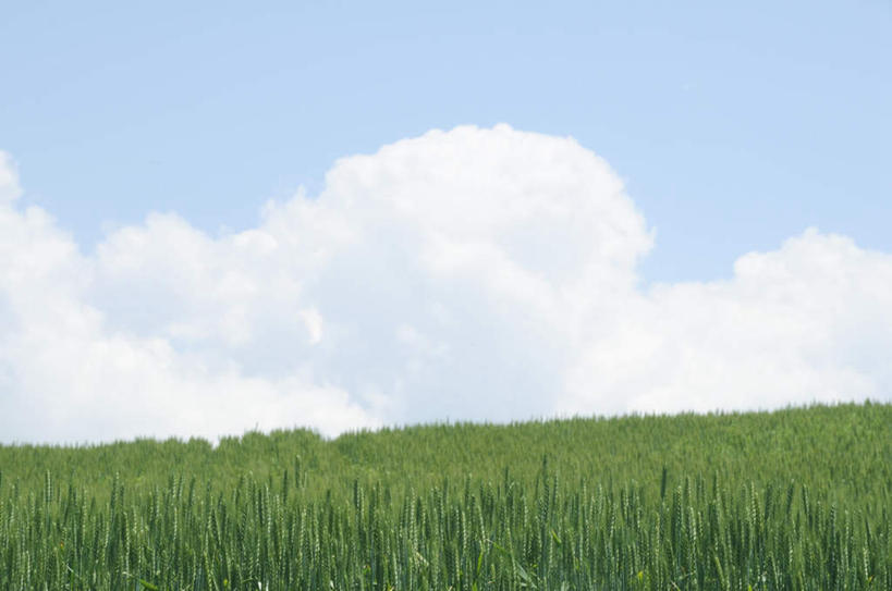 无人,农田,横图,室外,白天,仰视,旅游,度假,庄稼,农作物,美景,长野县,日本,亚洲,朦胧,模糊,地平线,景观,云,云朵,辽阔,地面,云彩,娱乐,蓝色,白云,蓝天,天空,自然,天,享受,休闲,景色,放松,晴朗,一望无际,自然风光,延伸,东亚,本州,本州岛,日本国,中部地方,天地相交,长野,诹访市,晴空,彩图,低角度拍摄,耕地,庄稼田