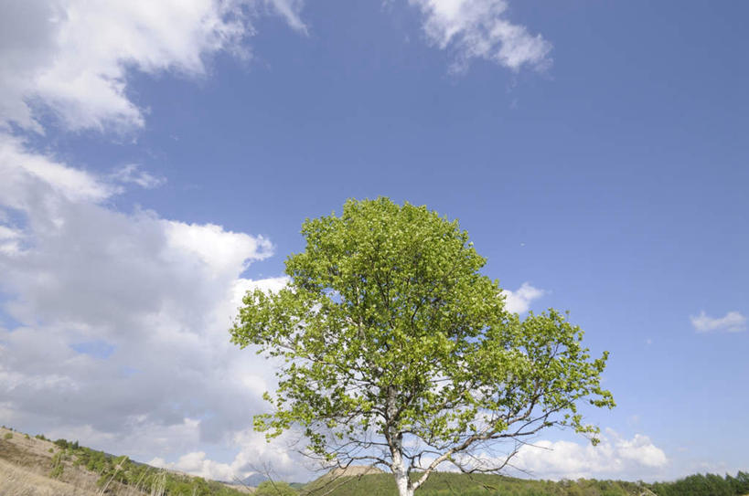 无人,横图,全景,室外,白天,仰视,旅游,度假,美景,天际线,植物,长野县,日本,亚洲,一棵,阴影,朦胧,模糊,光线,影子,地平线,景观,云,云朵,辽阔,枝条,地面,云彩,娱乐,树,树干,树木,树枝,蓝色,绿色,白云,蓝天,天空,阳光,自然,天,享受,休闲,景色,放松,生长,晴朗,成长,一望无际,自然风光,延伸,东亚,本州,本州岛,日本国,中部地方,天地相交,长野,诹访市,晴空,彩图,低角度拍摄