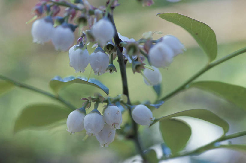 无人,横图,室外,特写,白天,正面,旅游,度假,美景,浆果,蓝莓,叶子,许多,朦胧,模糊,盛开,景观,绿叶,花蕾,娱乐,花,花瓣,花朵,鲜花,白色,自然,花苞,花蕊,享受,休闲,嫩叶,景色,放松,自然风光,蓝莓花,叶,叶片,山都柿,蓝浆果,蓝靛果,彩图