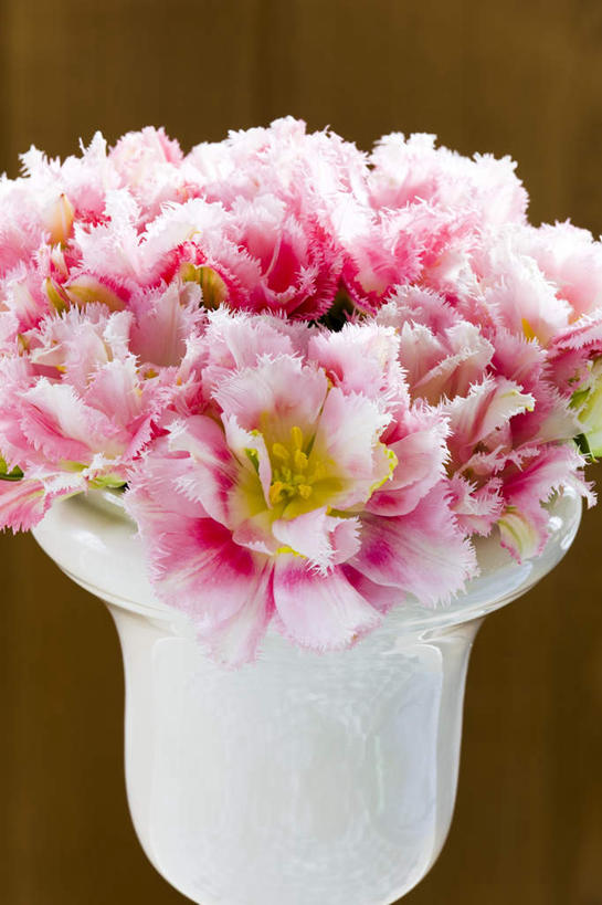 无人,竖图,俯视,室内,白天,热情,康乃馨,花瓶,许多,朦胧,模糊,盛开,陶瓷,陶瓷制品,祝福,花蕾,花,花瓣,花朵,鲜花,粉色,瓶子,花苞,花蕊,母爱,清纯,摄影,影棚,褐色背景,亲情,思念,宽容,热恋,真挚,热心,麝香石竹,石竹,香石竹,彩图,高角度拍摄,影棚拍摄,拍摄,魅力