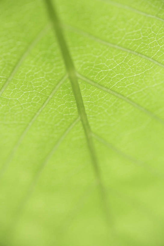 无人,竖图,俯视,室内,特写,白天,植物,静物,叶子,一片,朦胧,模糊,纹理,绿叶,绿色,嫩叶,肌理,叶,叶片,叶脉,彩图,高角度拍摄