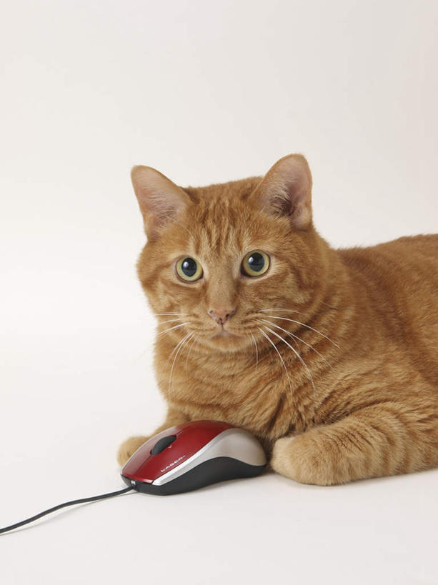 无人,竖图,俯视,室内,白天,白色背景,鼠标,宠物,猫,朦胧,模糊,注视,输入设备,一个,动物,观察,看,趴着,可爱,摄影,影棚,单个,观看,察看,关注,猫咪,趴,半身,彩图,高角度拍摄,影棚拍摄,拍摄