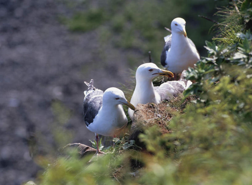 无人,站,横图,室外,特写,白天,正面,旅游,度假,草地,草坪,美景,植物,海鸟,海鸥,鸟,北海道,日本,亚洲,三只,阴影,朦胧,模糊,光线,鸟类,影子,景观,娱乐,草,绿色,阳光,自然,站着,享受,休闲,景色,放松,自然风光,东亚,日本国,北海道地方,北海道岛,知床半岛,站立,半身,彩图