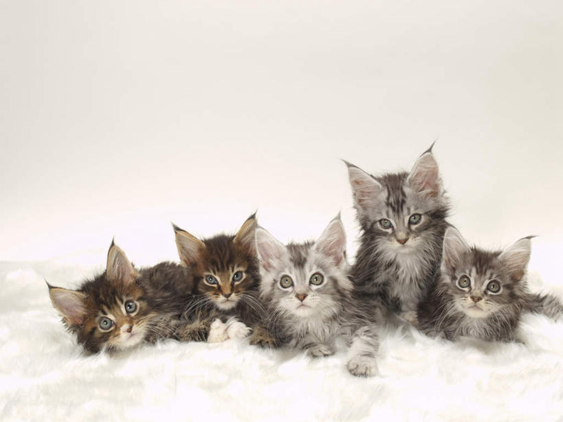 无人,横图,室内,特写,白天,白色背景,正面,宠物,猫,一排,许多,整齐,注视,排列,动物,观察,看,趴着,可爱,摄影,影棚,五只,观看,察看,队列,关注,猫咪,趴,彩图,全身,影棚拍摄,拍摄