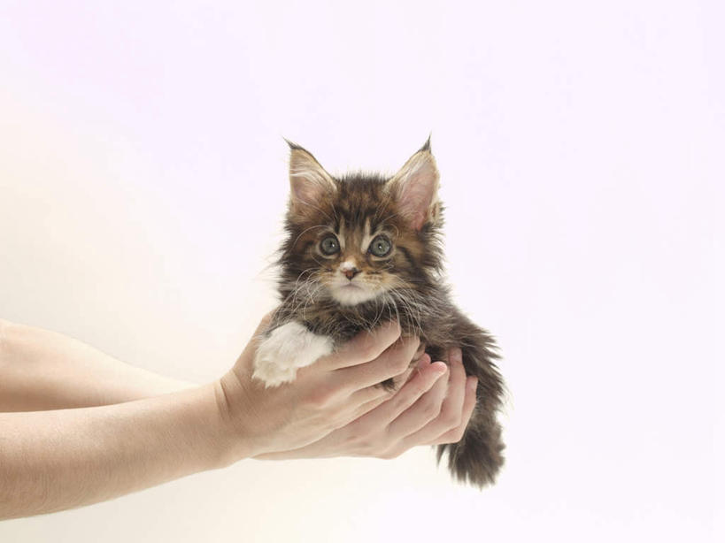 东方人,手,一个人,捧,横图,室内,特写,白天,白色背景,正面,宠物,猫,亚洲,仅一个年轻女性,仅一个女性,仅一个人,黄种人,一只,动物,趴着,手部,可爱,摄影,影棚,猫咪,年轻女性,女人,女性,亚洲人,端,端着,趴,捧着,手捧,半身,彩图,影棚拍摄,拍摄