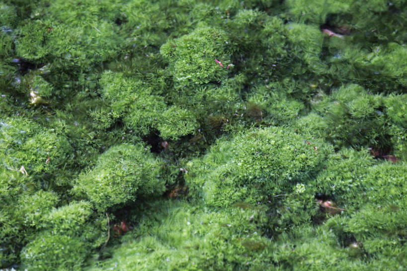 无人,横图,俯视,航拍,室外,白天,旅游,度假,美景,森林,树林,植物,日本,亚洲,景观,娱乐,树,树木,绿色,自然,享受,休闲,景色,放松,生长,成长,鸟瞰,自然风光,东亚,日本国,四国地方,四国,四国岛,香川,香川县,栗林公园,彩图,高角度拍摄