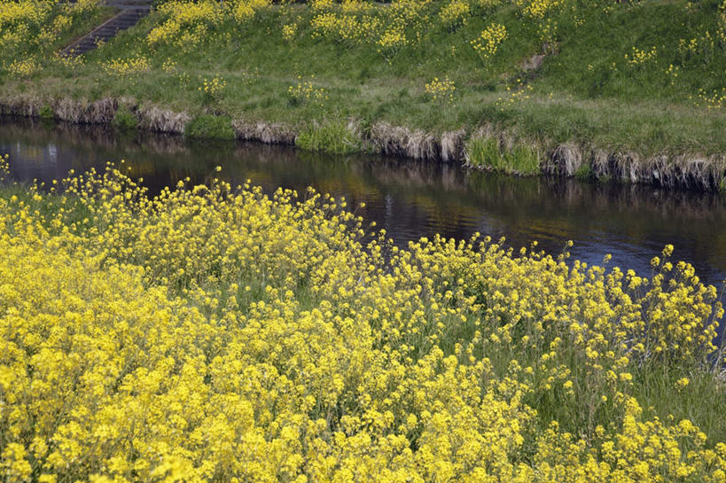 无人,横图,俯视,室外,白天,旅游,度假,石头,美景,路,铁路,大分县,日本,亚洲,许多,朦胧,模糊,盛开,石子,景观,轨道,交通,铁轨,花蕾,娱乐,花,花瓣,花朵,鲜花,黄色,自然,花苞,花蕊,油菜花,享受,休闲,景色,放松,运输,自然风光,东亚,日本国,九州本岛,九州,九州岛,九州地方,大分,石块,彩图,高角度拍摄,芸苔,芸薹
