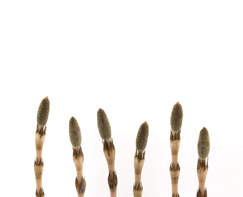 无人,横图,室外,特写,白天,白色背景,正面,草地,草坪,植物,一排,许多,整齐,草,排列,绿色,摄影,影棚,队列,问荆,接续草,公母草,搂接草,空心草,马蜂草,猪鬃草,黄蚂草,节节草,接骨草,彩图,影棚拍摄,拍摄