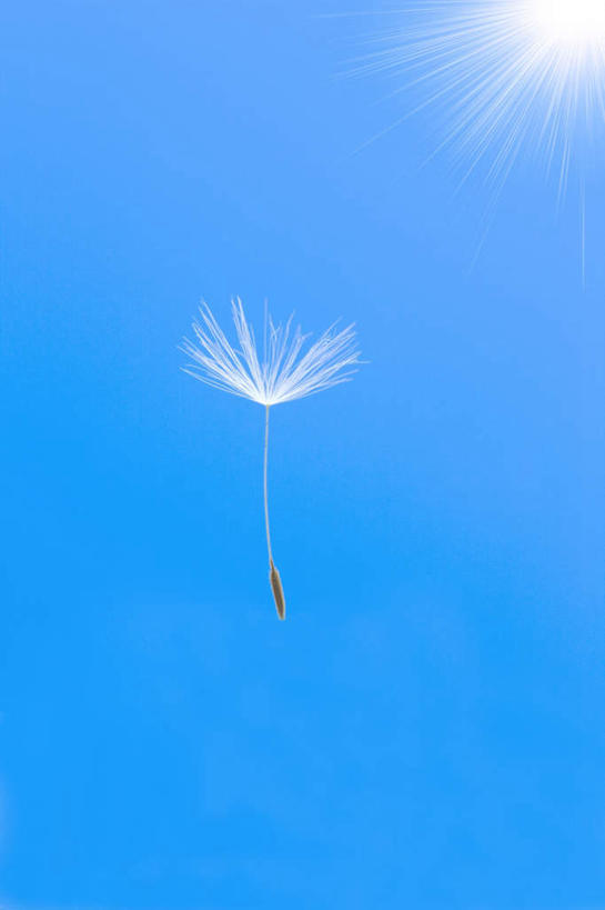 无人,竖图,室外,白天,仰视,爱情,旅游,度假,美景,太阳,蒲公英,阴影,飘扬,光线,影子,景观,种子,娱乐,一个,阳光,自然,享受,休闲,景色,放松,单个,自然风光,开朗,浮荡,飘拂,漂荡,飘零,蒲公草,尿床草,彩图,低角度拍摄,飘荡