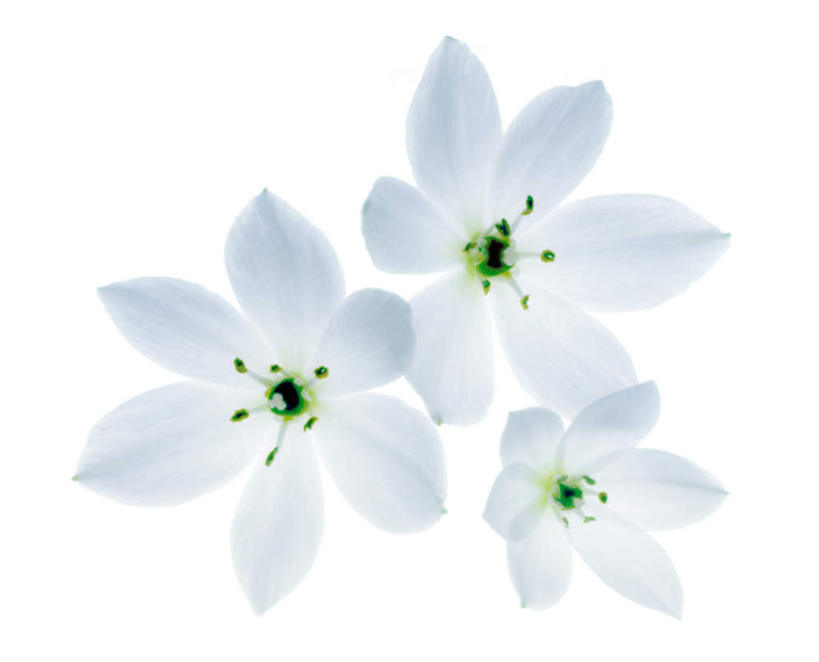 无人,横图,俯视,室内,特写,白天,白色背景,三朵,朦胧,模糊,盛开,花蕾,花,花瓣,花朵,鲜花,白色,花苞,花蕊,摄影,影棚,敏感,伯利恒之星,圣约瑟夫之花,百合,彩图,高角度拍摄,影棚拍摄,拍摄