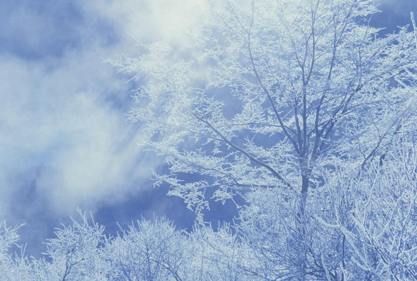 无人,横图,室外,白天,正面,旅游,度假,美景,树林,雪,植物,大雪,北海道,日本,亚洲,许多,朦胧,模糊,冰,积雪,景观,雪景,冬季,冬天,霜,娱乐,树,树木,绿色,自然,享受,休闲,景色,放松,寒冷,生长,成长,自然风光,雾凇,东亚,日本国,北海道地方,北海道岛,严寒,冰霜,凛冽,上士幌,上士幌町,彩图