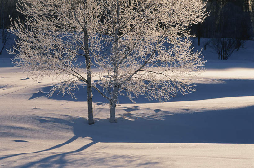 无人,横图,室外,白天,正面,旅游,度假,美景,雪,植物,大雪,北海道,日本,亚洲,阴影,朦胧,模糊,光线,影子,积雪,景观,雪景,冬季,冬天,娱乐,树,树木,绿色,阳光,自然,享受,休闲,景色,放松,寒冷,生长,成长,自然风光,雾凇,东亚,日本国,北海道地方,北海道岛,严寒,彩图