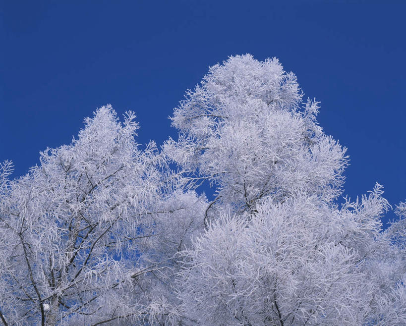 无人,横图,室外,白天,仰视,旅游,度假,美景,森林,树林,雪,植物,大雪,北海道,日本,亚洲,朦胧,模糊,积雪,景观,雪景,冬季,冬天,娱乐,树,树木,蓝色,绿色,蓝天,天空,自然,天,享受,休闲,景色,放松,寒冷,生长,晴朗,成长,自然风光,雾凇,东亚,万里无云,日本国,北海道地方,北海道岛,美瑛町,严寒,美瑛,晴空,晴空万里,彩图,低角度拍摄