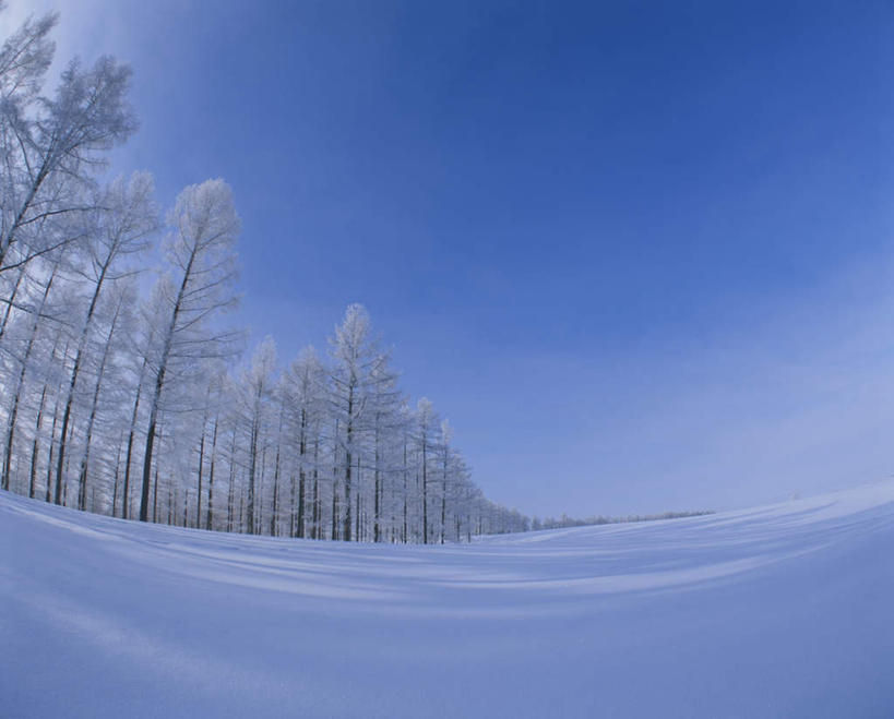 无人,横图,室外,白天,广角镜头,鱼眼镜头,仰视,旅游,度假,美景,森林,树林,雪,植物,大雪,北海道,日本,亚洲,朦胧,模糊,积雪,景观,雪景,冬季,冬天,娱乐,树,树木,蓝色,绿色,蓝天,天空,自然,天,享受,休闲,景色,放松,寒冷,生长,晴朗,成长,自然风光,雾凇,东亚,万里无云,日本国,北海道地方,北海道岛,美瑛町,严寒,美瑛,晴空,晴空万里,彩图,低角度拍摄