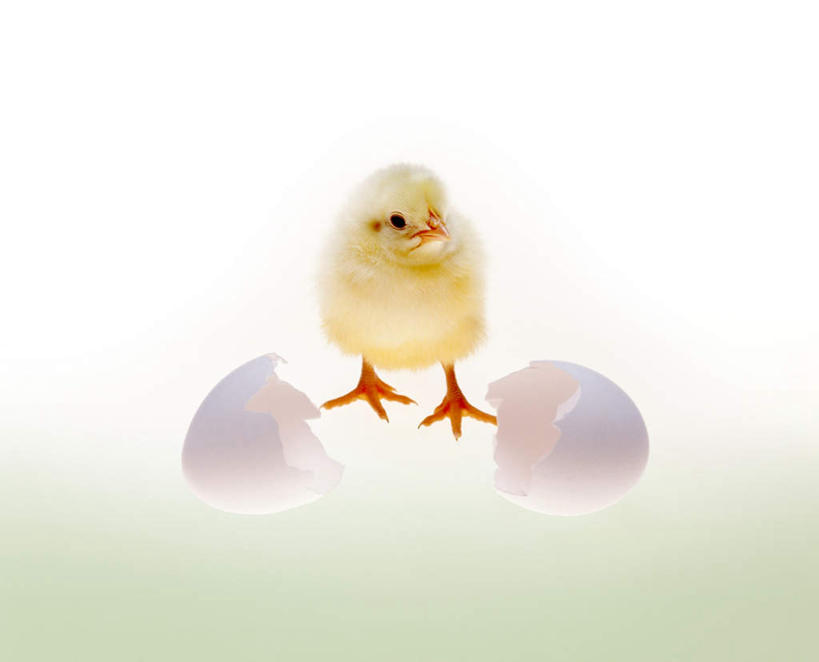 无人,横图,俯视,室内,白天,白色背景,纯洁,鸡,朦胧,模糊,雏鸟,蛋,蛋壳,鸡蛋,破坏,家禽,破损,一个,动物,可爱,童年,童趣,摄影,牲畜,影棚,单个,损坏,童真,烂漫,无邪,雏鸡,草鸡蛋,卵,天真,彩图,高角度拍摄,全身,影棚拍摄,拍摄