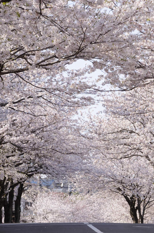 无人,横图,室外,白天,正面,旅游,度假,美景,道路,路,公路,樱花,神奈川,日本,亚洲,许多,朦胧,模糊,盛开,景观,分界线,停车线,交通,神奈川县,花蕾,娱乐,花,花瓣,花朵,鲜花,白色,自然,花苞,花蕊,享受,休闲,景色,放松,车行道,车行道分界线,自然风光,标线,东亚,车行线,本州,关东地方,本州岛,日本国,仙樱花,福岛樱,青肤樱,马路,荆桃,彩图