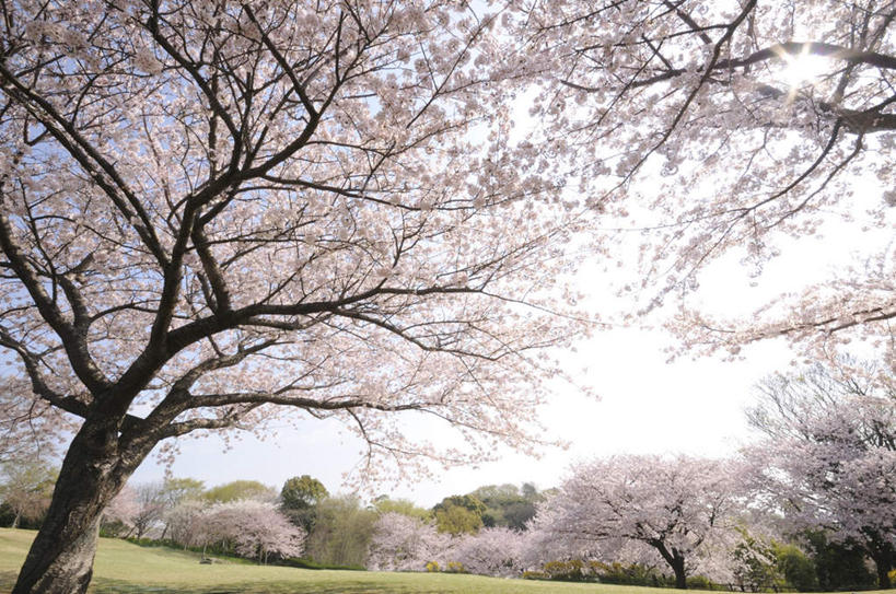 无人,横图,室外,白天,仰视,旅游,度假,草地,草坪,美景,树林,植物,樱花,神奈川,日本,亚洲,许多,朦胧,模糊,盛开,景观,神奈川县,花蕾,娱乐,草,花,花瓣,花朵,鲜花,树,树木,蓝色,绿色,白色,蓝天,天空,自然,天,花苞,花蕊,享受,休闲,景色,放松,生长,晴朗,成长,自然风光,东亚,本州,万里无云,关东地方,本州岛,日本国,仙樱花,福岛樱,青肤樱,晴空,晴空万里,荆桃,彩图,低角度拍摄