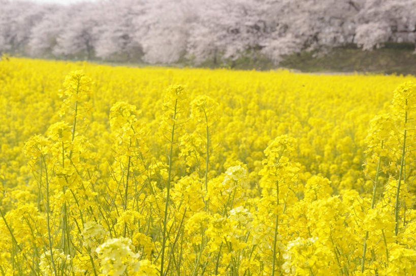 无人,横图,俯视,室外,白天,旅游,度假,花海,花圃,美景,植物,樱花,叶子,日本,亚洲,许多,朦胧,模糊,盛开,景观,花蕾,娱乐,花,花瓣,花朵,花卉,鲜花,绿色,自然,花丛,花束,花田,花苞,花蕊,油菜花,享受,休闲,景色,放松,自然风光,东亚,本州,关东地方,本州岛,日本国,仙樱花,福岛樱,青肤樱,崎玉,崎玉县,荆桃,彩图,高角度拍摄,芸苔,芸薹